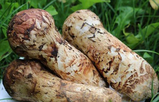Export of matsutake